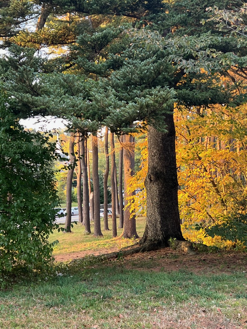Autumn pines and golden foliage in New England